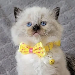 Ragdoll kitten Purebred