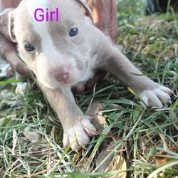 Pitbull Puppies