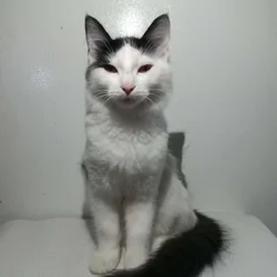 Ziggy