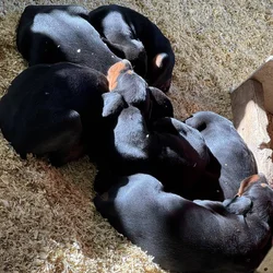 AKC Dobermans