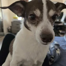 Jack Russell chihuaha mix Male