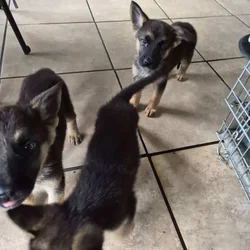 Full blooded german shepard pups