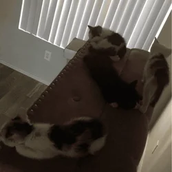 Rehoming cats