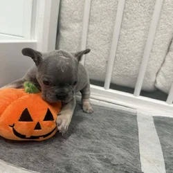 French bulldog