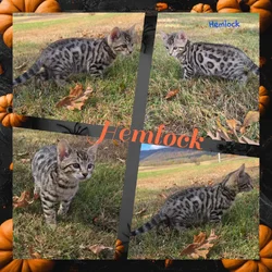 Hemlock