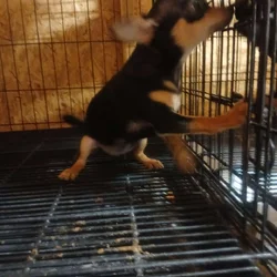 Pure Bred Chihuahuas