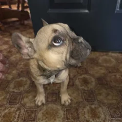 French Bull dog puppies for sale