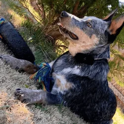 Australian Cattle Dog