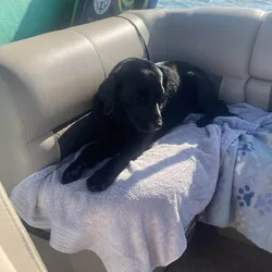Adult male Lab