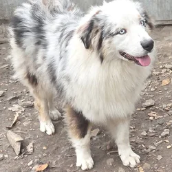 Twin Springs Kennel