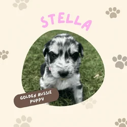 Golden Aussie (pink)