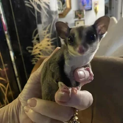 Sugar Gliders