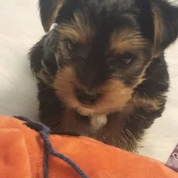 Males yorkie puppy, eight weeks, two lbs, $500.00