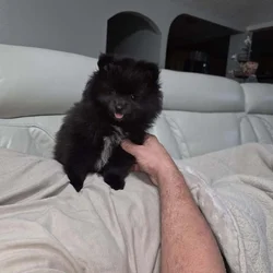 Pomeranian Puppy Female