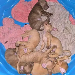 Chiweenie Puppies