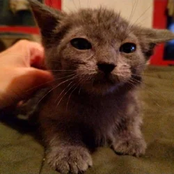 Pistachio Female Kitten