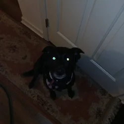 Black Lab (Shadow)