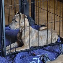 Adorable Brindle Amstaff Pitbull Puppy