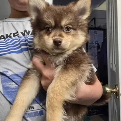Pomeranians in New Jersey