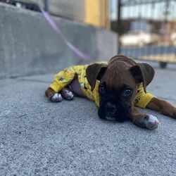 Male Boxer Puppy