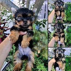 AKC Silky Terrier Puppies