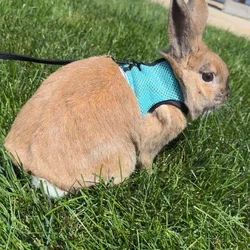 5yr old male bunny