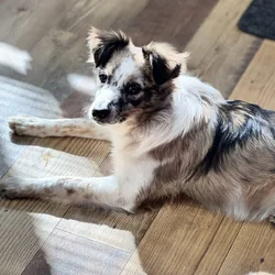 Mini Australian Shepard boarder collie