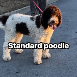 Standard poodle