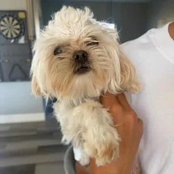 Small Shih Tzu
