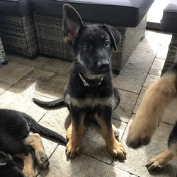 German Shepherd- Female