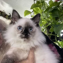 Ragdoll kittenSOLD