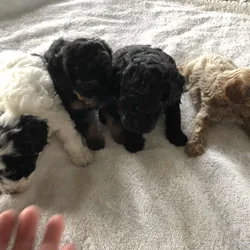 Toy poodle puppies