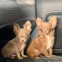 Registered Chihuahua puppies (longhair)