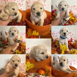 GoldenDoodle Puppies For Sale!!!