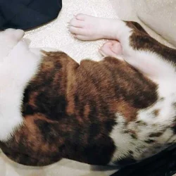 Bullypit puppies for rehoming