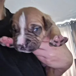 Pitbull Puppies