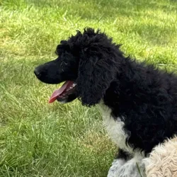 Handsome Standard Poodle