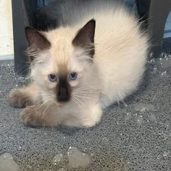 Full blood Siamese cat and kittens