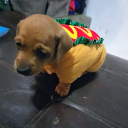 Miniature Dachshund Puppies