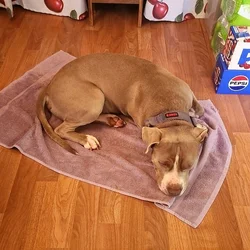 Rehome 2 year old pitbull