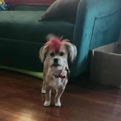 Male shorkie