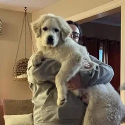 6 m/o AKC Purebred Great Pyrenees Male Puppy