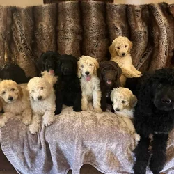 F2b Golden Doodles
