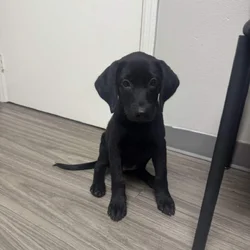 Pure bred Lab Pups
