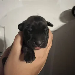 Legacy AKC English Mastiff Puppies—Brindle & Tan