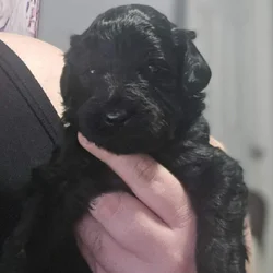 Goldendoodles