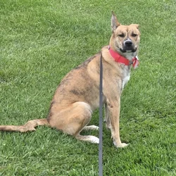 Foster needs a home ASAP, PLZ help...