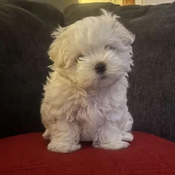 Nugget-Ready now!
