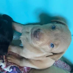 Labradoodle Puppies