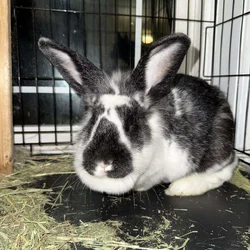 🐰 2-Year-Old California Cross Lionhead Rabbit